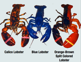 Illustration for article titled Meet Calvin the calico lobster, a "1-in-30-million specimen"